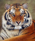 Kit pintura numerada - Tigre