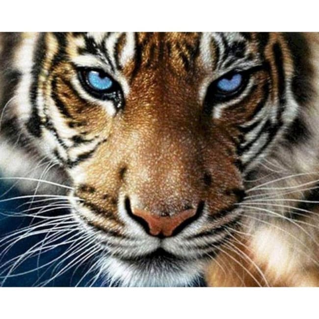Kit pintura numerada - Tigre
