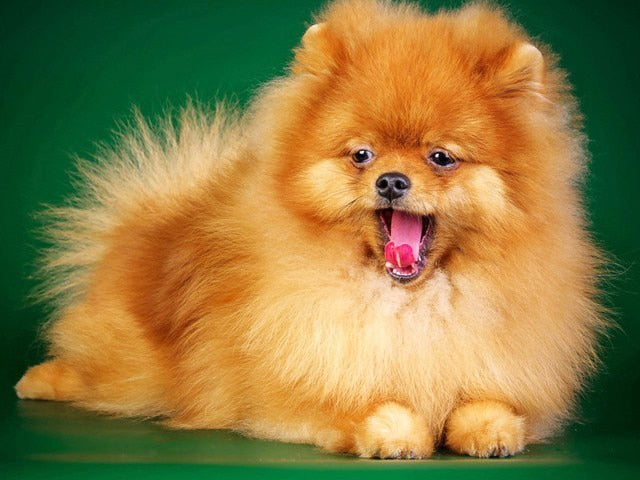 PINTURA DE DIAMANTE LOVE PET