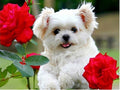 PINTURA DE DIAMANTE LOVE PET