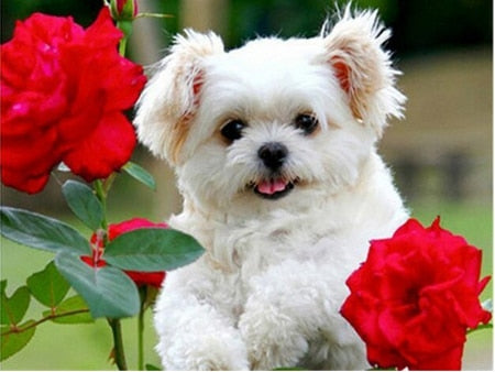 PINTURA DE DIAMANTE LOVE PET