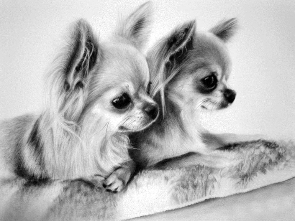 PINTURA DE DIAMANTE LOVE PET