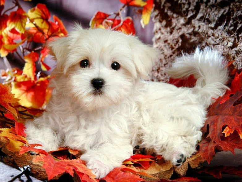 PINTURA DE DIAMANTE LOVE PET