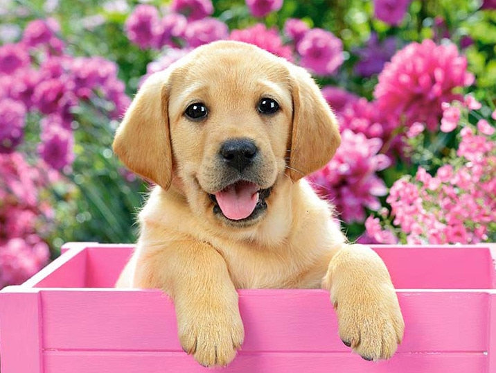 PINTURA DE DIAMANTE LOVE PET