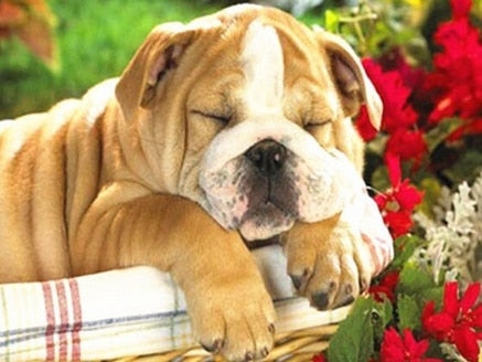 PINTURA DE DIAMANTE LOVE PET