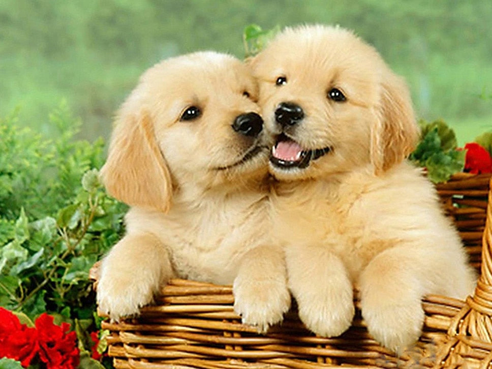 PINTURA DE DIAMANTE LOVE PET